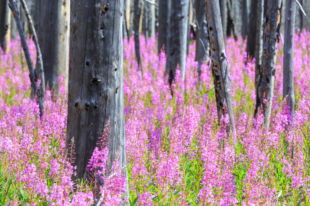 Fireweed in Kootenay National Park, BC, Canada